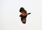 Short_Eared_Owllbc.jpg