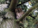 Tawny_Owl_lbc.jpg