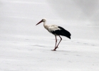 White_Stork_2lbc.jpg