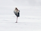 White_Stork_3lbc.jpg