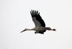 White_Stork_4lbc.jpg