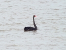 DSCF3422-Black-swan.jpg