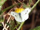 DSCF3457-Small-white.jpg