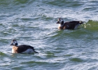 IMG--9336-Long--tailed-duck.jpg