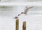 IMG-2283-Common-tern.jpg