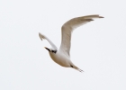 IMG-4288-Sandwich-tern.jpg