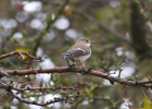 IMG-6175-Pied-flycatcher.jpg