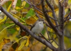 IMG-6182-Pied-flycatcher.jpg