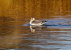 IMG-7692-Grey-phalarope.jpg