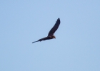 IMG-7886-Marsh-harrier.jpg