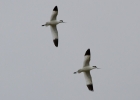 IMG-_1677-Avocet.jpg