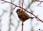 IMG0053-Tree-sparrow.jpg