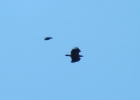 IMG3501-White-tailed-Eagle.jpg
