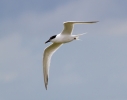 IMG_0082-Sandwich-tern.jpg