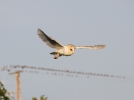 IMG_0099-Barn-owl.jpg