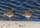 IMG_0169-Redshank.jpg