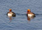 IMG_0199-Red-crested-poacha.jpg