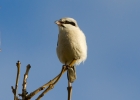 IMG_0214-Great-grey-shrike.jpg