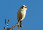 IMG_0217-Great-grey-shrike.jpg