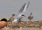 IMG_0324-Common-tern-2B-reds.jpg