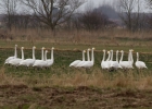 IMG_0505-Whooper-swan.jpg