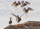 IMG_0563-Redshanks.jpg