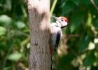 IMG_0625-GS-woodpecker.jpg