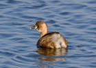 IMG_0631-Little-grebe.jpg