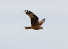 IMG_0710-Red-kite.jpg