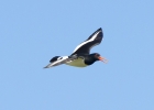 IMG_0715-Oystercatcher.jpg