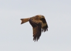 IMG_0720-Red-kite.jpg