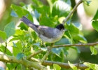 IMG_0741-Blackcap.jpg