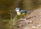 IMG_0750-Blue-tit.jpg