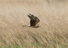 IMG_0798-Hen-harrier.jpg