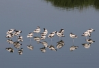 IMG_0839-Avocet.jpg