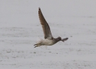 IMG_0967-Greenshank.jpg