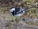 IMG_0998-Pied-wagtail.jpg