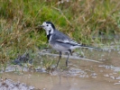 IMG_1000-Pied-wagtail.jpg