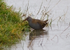 IMG_1007-Water-rail.jpg