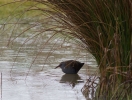 IMG_1014-Water-rail.jpg