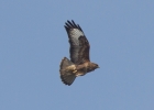 IMG_1044-Common-buzzard.jpg