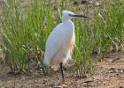 IMG_1079-Little-egret.jpg