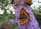 IMG_1079-Small-tortoiseshel.jpg