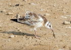 IMG_1100-BH-gull.jpg