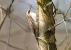 IMG_1124-Treecreeper.jpg