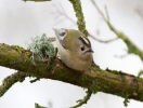 IMG_1150-Goldcrest.jpg