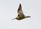 IMG_1178-Curlew.jpg