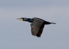 IMG_1183-Cormorant.jpg