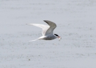 IMG_1240-Common-tern.jpg