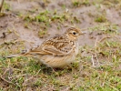 IMG_1337-Skylark.jpg